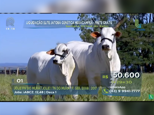 História na raça nelore: Jolie FIV do Mura quebra recorde de preço