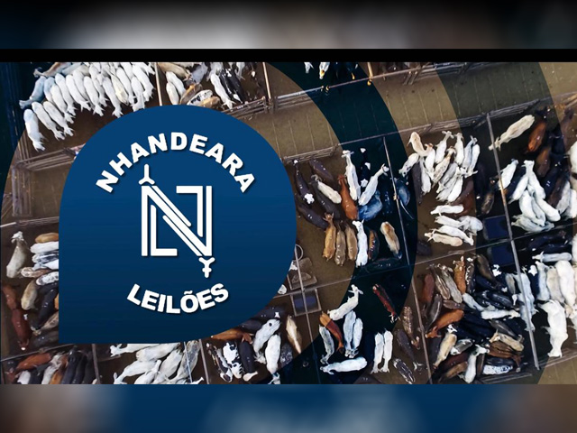 NHANDEARA_OK Leilão Nhandeara oferta animais para cria, recria e engorda