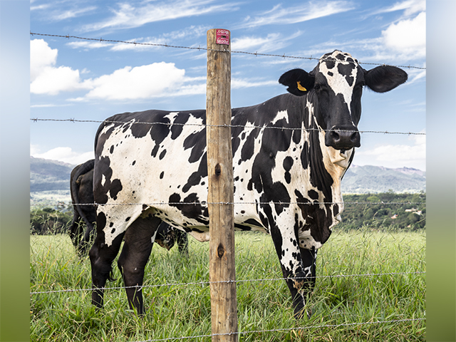 Pasto bem cercado contribui com a produtividade da pecuária leiteira