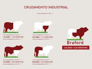 Cruzamento industrial: Animal com melhor desempenho em clima tropical