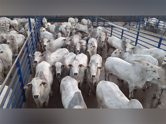 Barra do Garças (MT) tem a maior etapa do Circuito Nelore de Qualidade