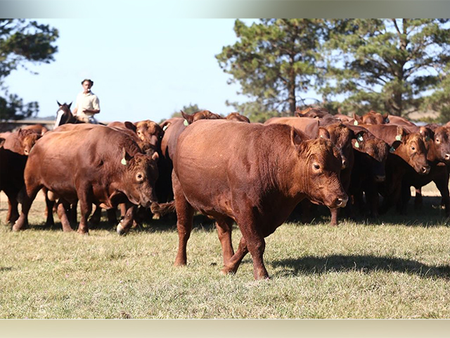 Semana do Zebu apresenta lives com foco nos leilões da 86ª ExpoZebu