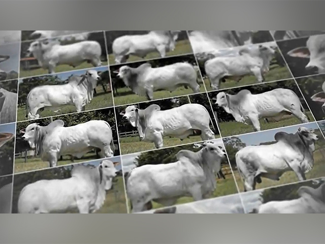 Conheça os touros recém contratados do Rancho da Matinha