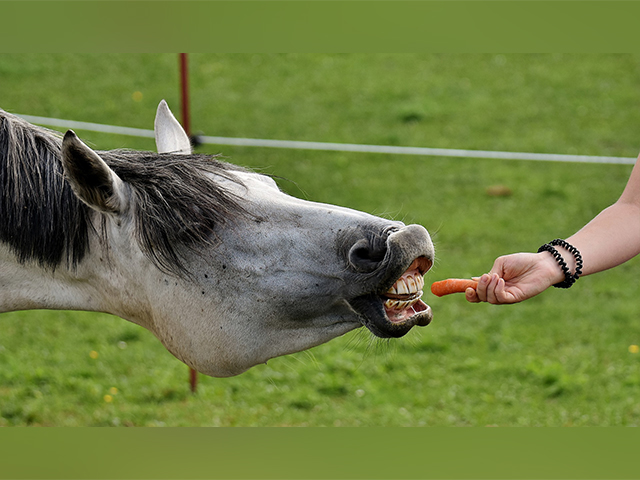 Você sabe o quanto seu cavalo come?