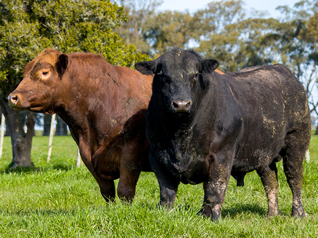 Angus tem alta de 53% na venda de sêmen produzido no Brasil