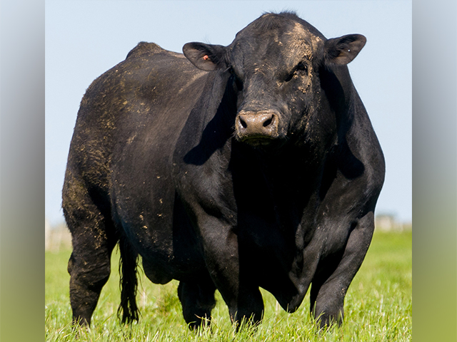 Angus divulga nova lista de reprodutores melhoradores para produção de carne