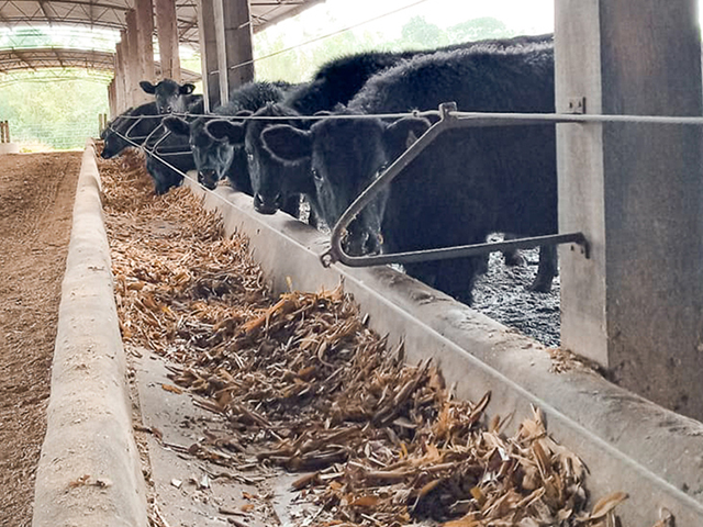 Confinamentos gaúchos começam a ser mapeados pelo Confina Brasil