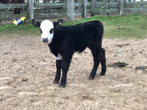 Nasce o primeiro animal Black Hereford no Brasil, da Estância Alvorada