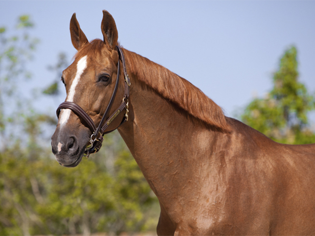 Cavalo de salto. 