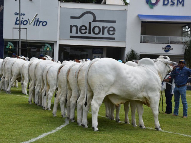 Expoinel Minas 2022 acontece de 10 a 20 de fevereiro, em Uberaba (MG)