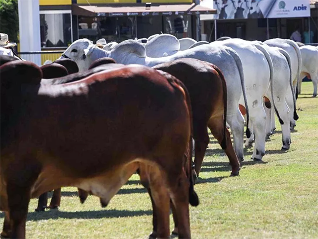 87ª ExpoZebu será lançada oficialmente nesta quarta-feira (16)