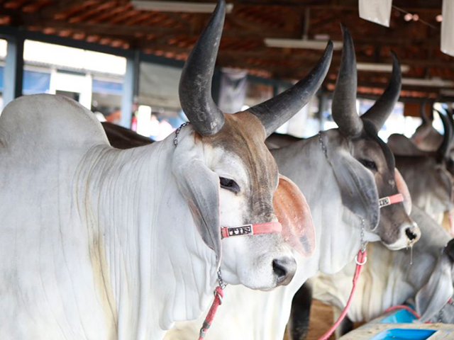 Mais de 1.660 animais já estão inscritos para a ExpoZebu 2022