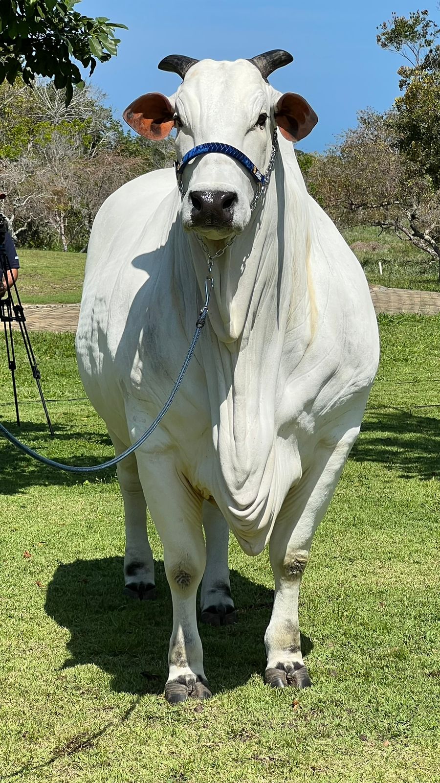 Ourofino em Campo: estreia nas telas do Canal Rural, Canal Criuador e Lance  Rural - Animal Health Expo Forum