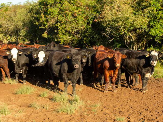 Lance Rural se torna marketplace e passa a oferecer máquinas e propriedades  rurais