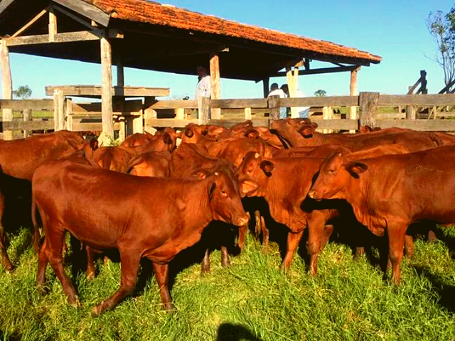 Ourofino em Campo” estreia nas telas do Canal Rural, Canal do Criador e Lance  Rural - InterTV Web