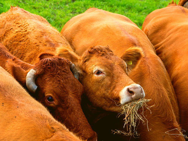 Leilão Liquidação Total Turussú e Vasconcelos Rural - Lance Rural