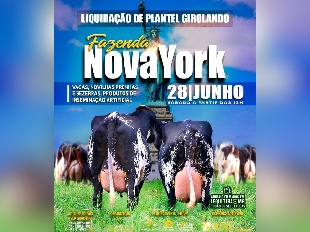 Liquidação de Plantel Girolando Fazenda Nova York