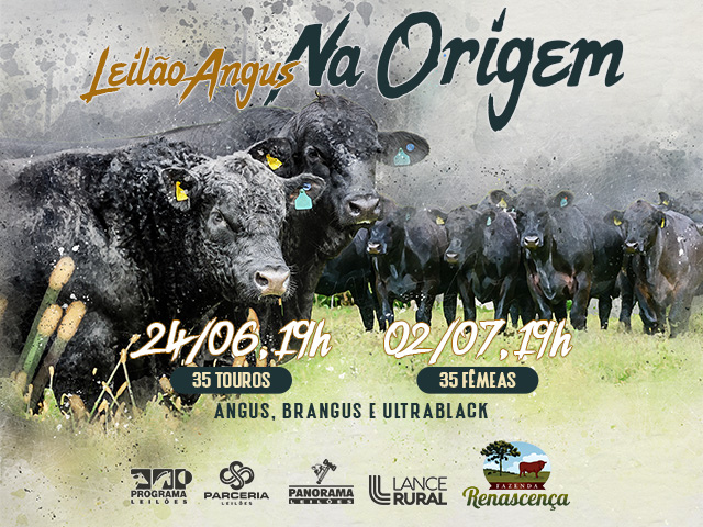 Leilão Angus na Origem