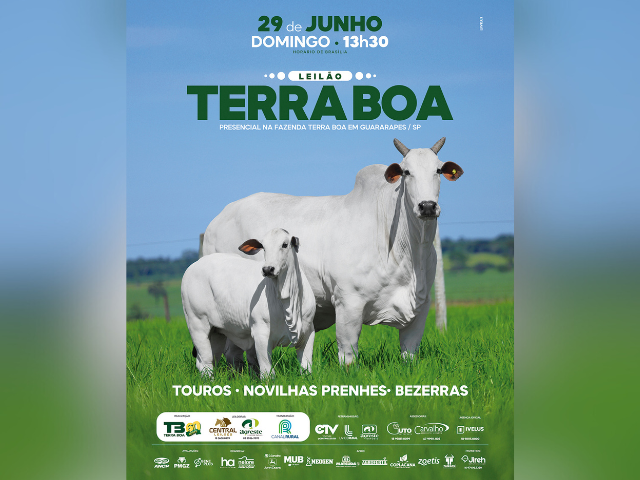 Leilão Touros Terra Boa