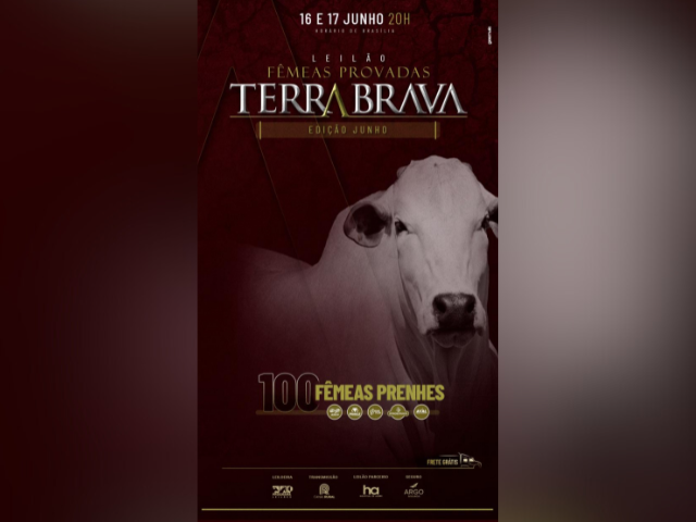 Leilão Fêmeas Provadas Terra Brava – Edição Junho