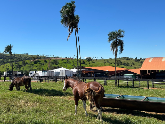 Quarto de milha - JBJ RANCH