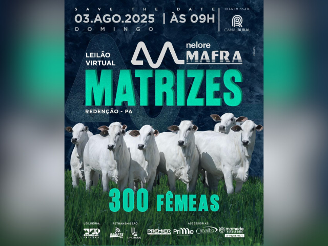 Leilão Nelore Mafra Matrizes