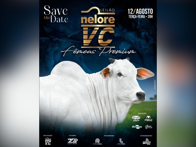 Leilão Nelore VC – Fêmeas Premium