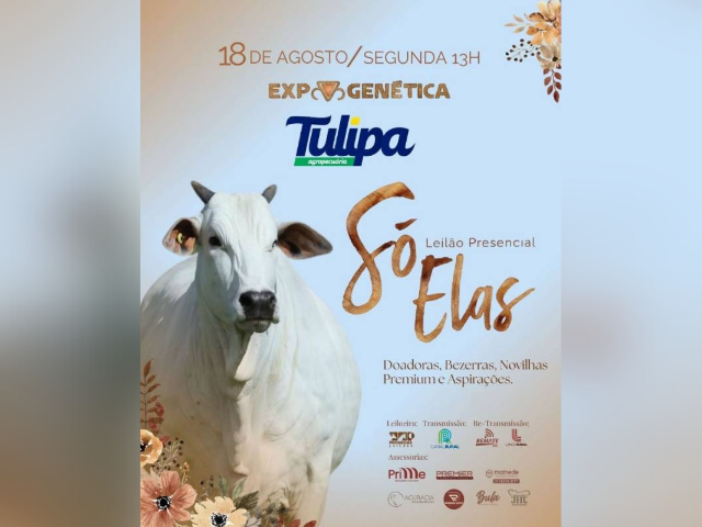 Leilão Presencial Só Elas Tulipa