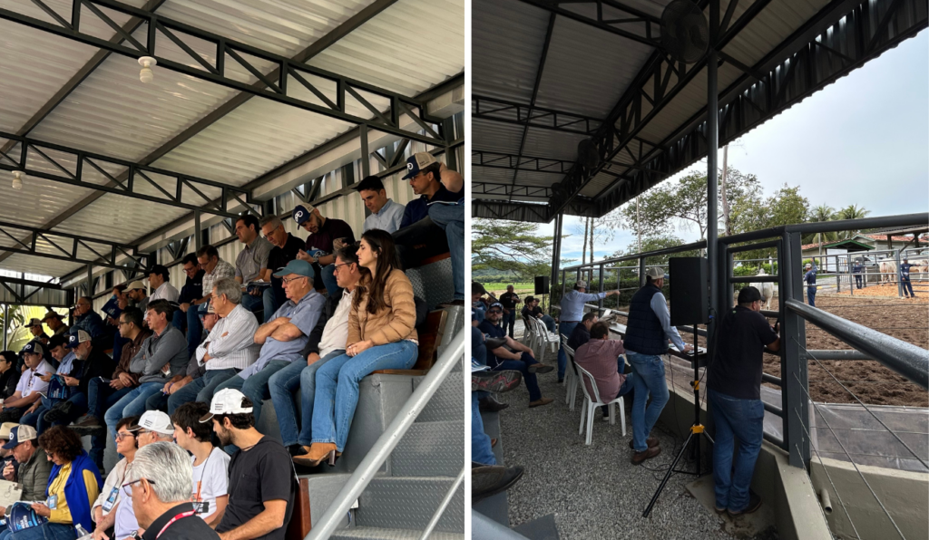 Imagens do mostrador de gado na Fazenda Baviera (BA)