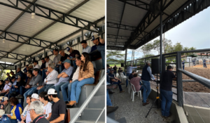 Imagens do mostrador de gado na Fazenda Baviera (BA)