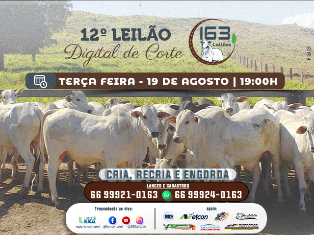 12º Leilão – 163 Leilões Gado de Corte