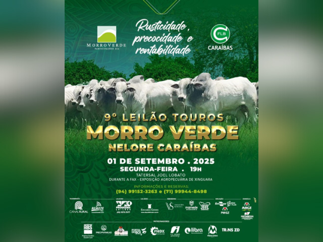9° Leilão Touros Morro Verde Nelore Caraíbas