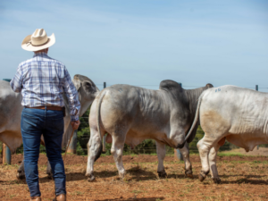 Prova da raça Brahman confirma avanço genético na qualidade de carcaça e eficiência alimentar