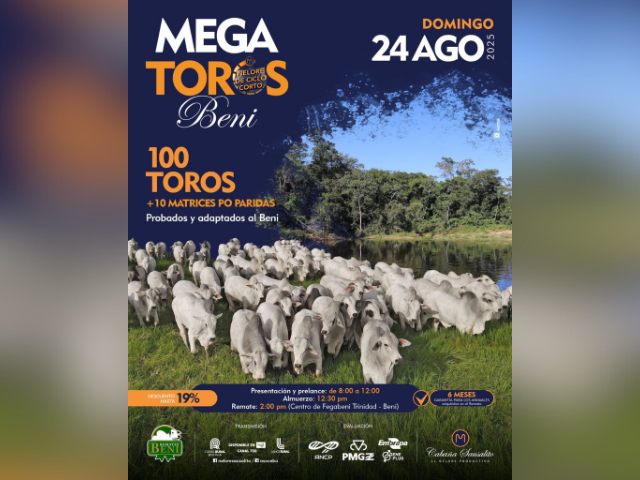 Remate Mega Toros Beni