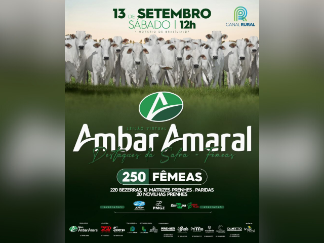 Leilão Virtual Ambar Amaral Destaque da Safra – Fêmeas