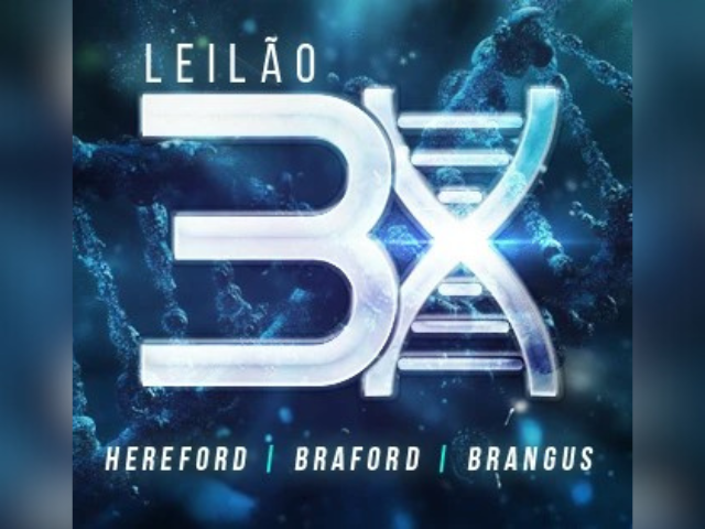 Leilão 3X