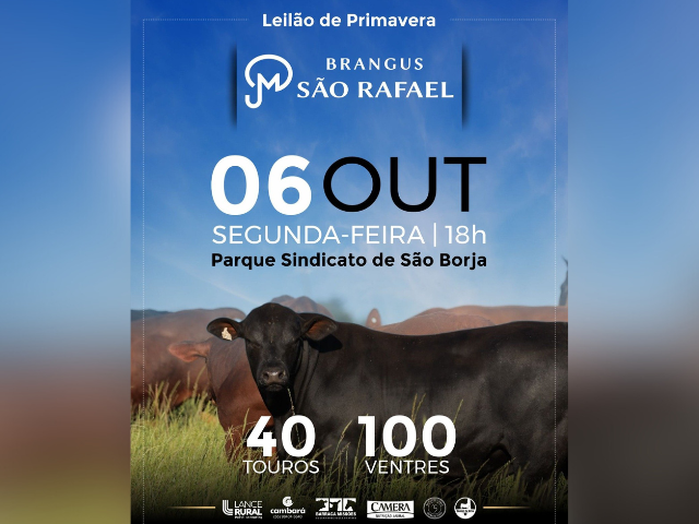 Remate Brangus São Rafael