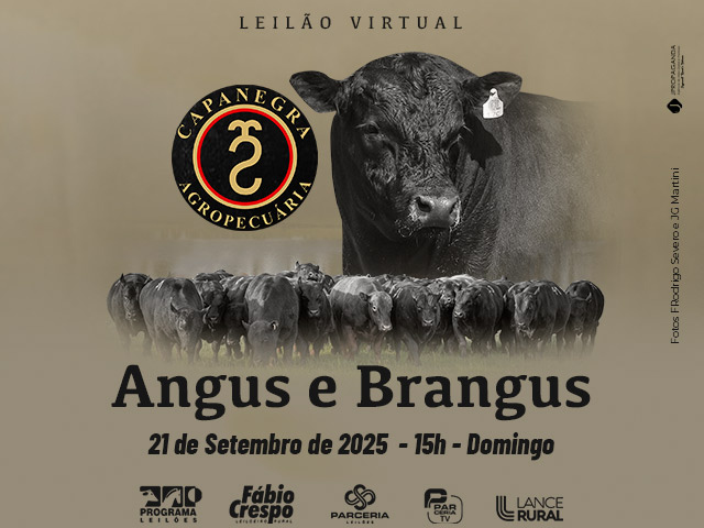 Leilão Virtual Capanegra Agropecuária – Angus e Brangus