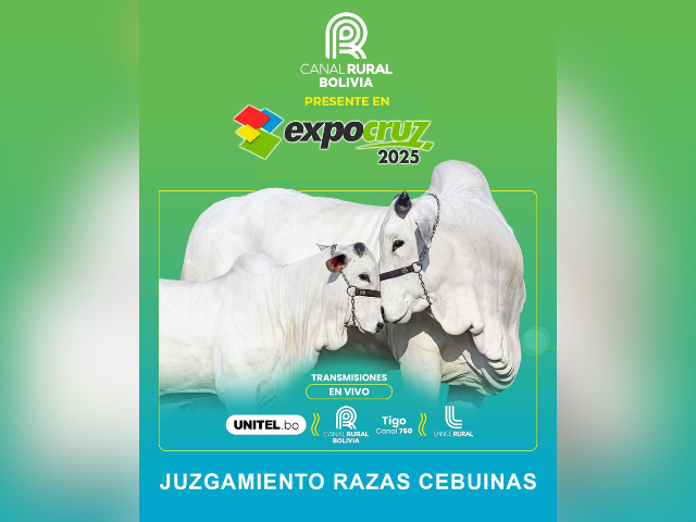 Juzgamiento de Razas Cebuinas Expocruz 2025