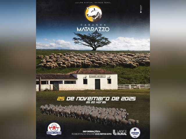 Leilão Virtual Ovinos Texel Cabanha Matarazzo