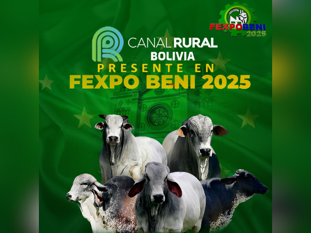 Juzgamiento de Razas Cebuinas Fexpobeni 2025