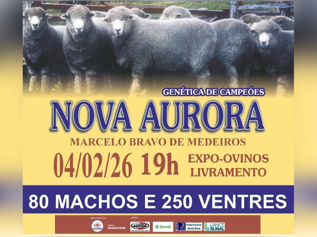 Leilão Nova Aurora