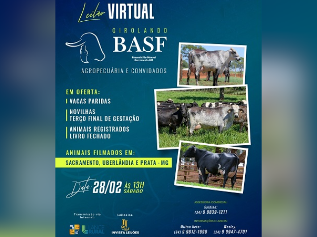 Leilão Virtual Girolando BASF