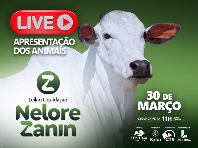 Live Nelore Zanin