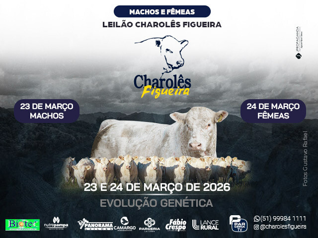 Leilão Charolês Figueira