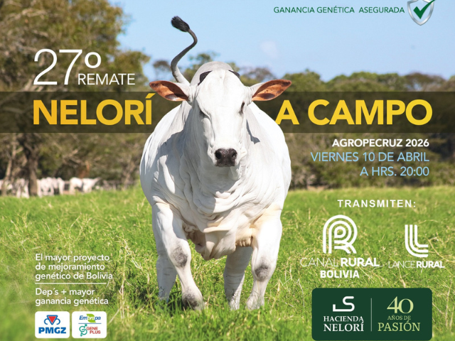 27° Remate Nelorí a Campo
