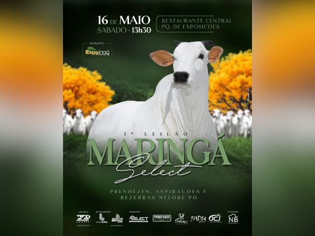 1º Leilão Maringá Select