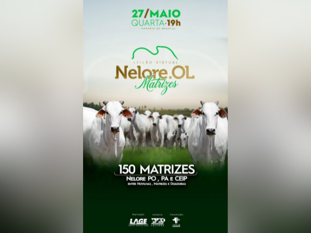 Leilão Virtual Nelore Ol Matrizes