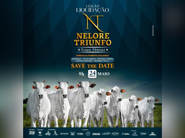 Leilão Liquidação Nelore Triunfo – Etapa Fêmeas