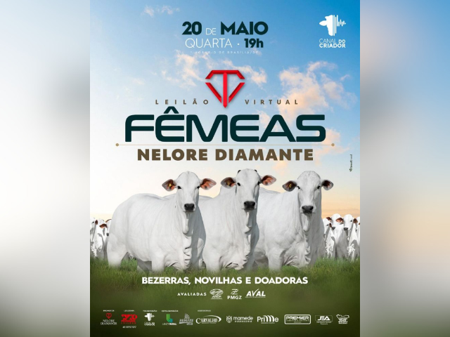 Leilão Virtual Fêmeas Nelore Diamante